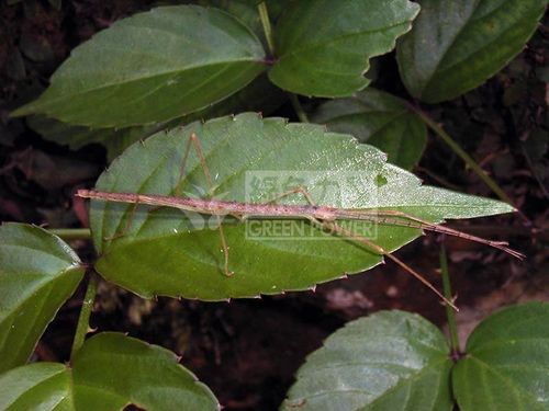 Stick Insect