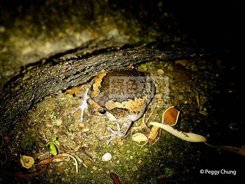 Asiatic Painted Frog