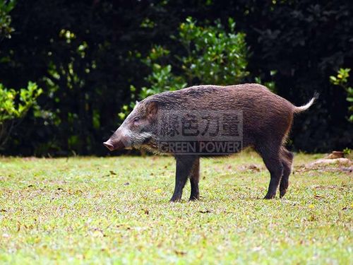 Eurasian Wild Pig