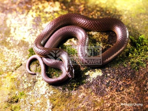 Anderson's Stream Snake