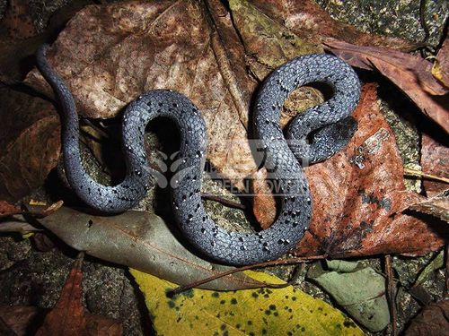 White-spotted Slug Snake