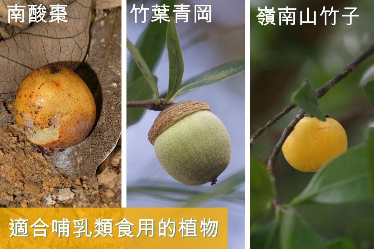 適合哺乳類食用的植物有南酸棗、竹葉青岡及嶺南山竹子