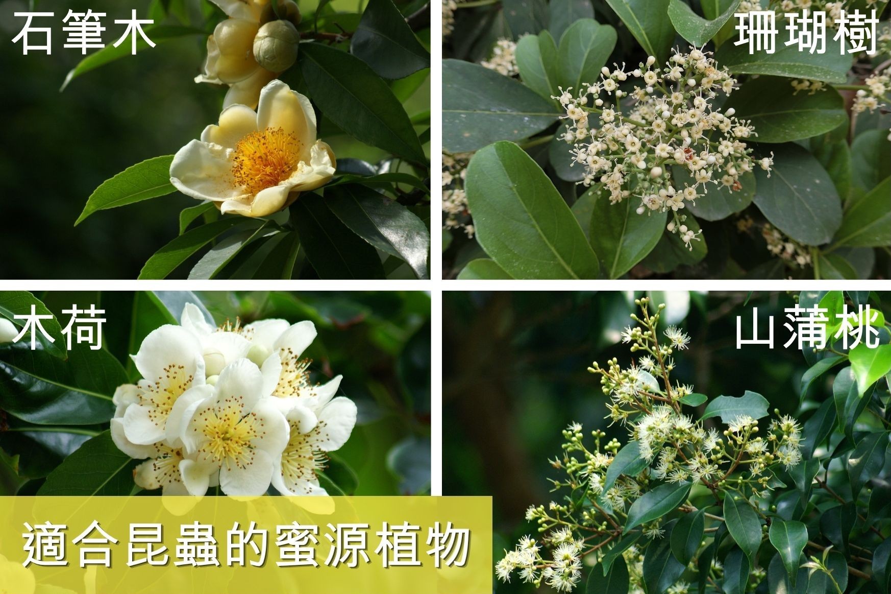 適合昆蟲的蜜源植物有石筆木、珊瑚樹、木荷及山蒲桃