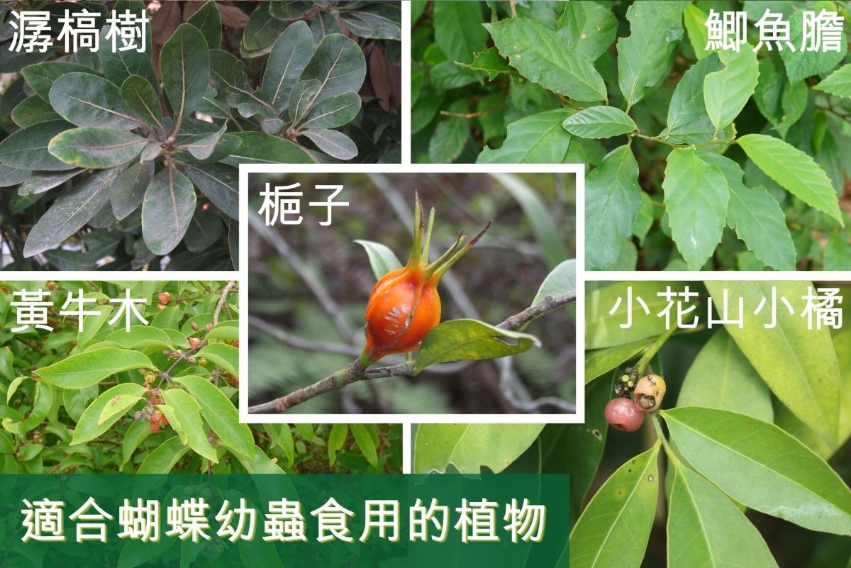 適合蝴蝶幼蟲食用的植物有 潺槁樹、鯽魚膽、梔子、黃牛木及小花山小橘
