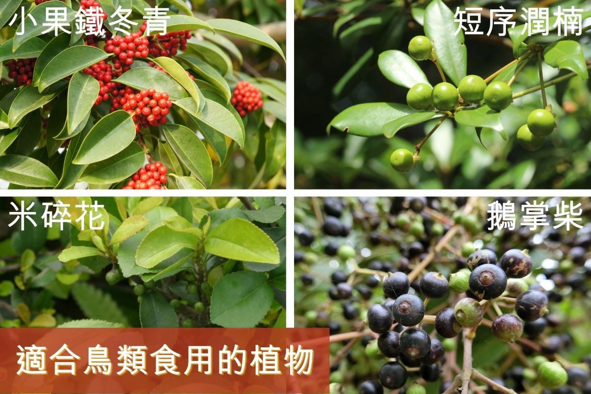 適合鳥類食用的植物有小果鐵冬青、短序潤楠、米碎花及鵝掌柴