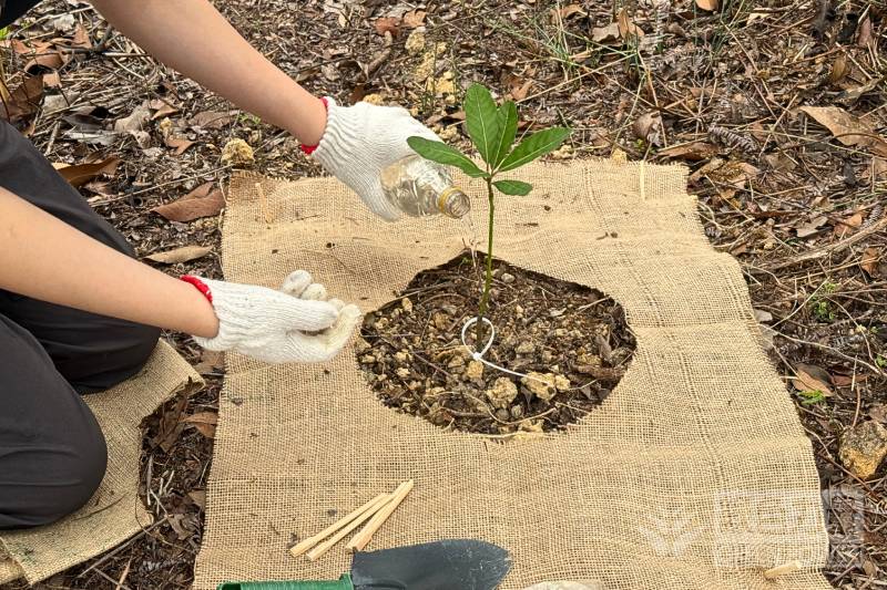Seedling care during tree-planting events