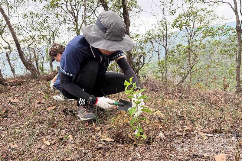 Corporate volunteers participate in a tree-planting event