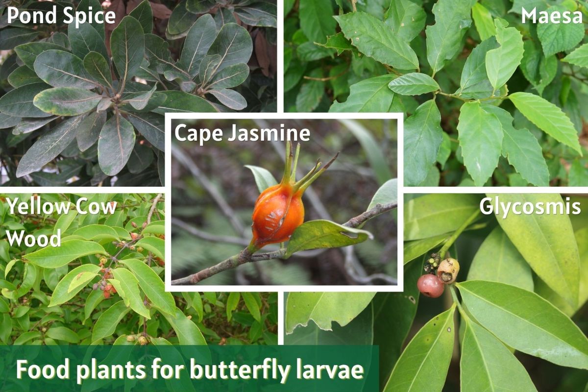 Food plants for butterfly larvae include Pond Spice, Maesa, Cape Jasmine, Yellow Cow Wood and Glycosmis