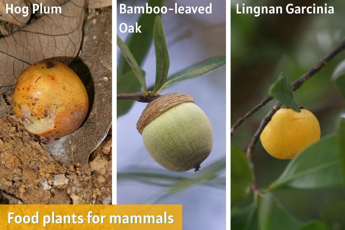 Food plants for mammals include Hog Plum, Bamboo-leaved Oak and Lingnan Garcinia