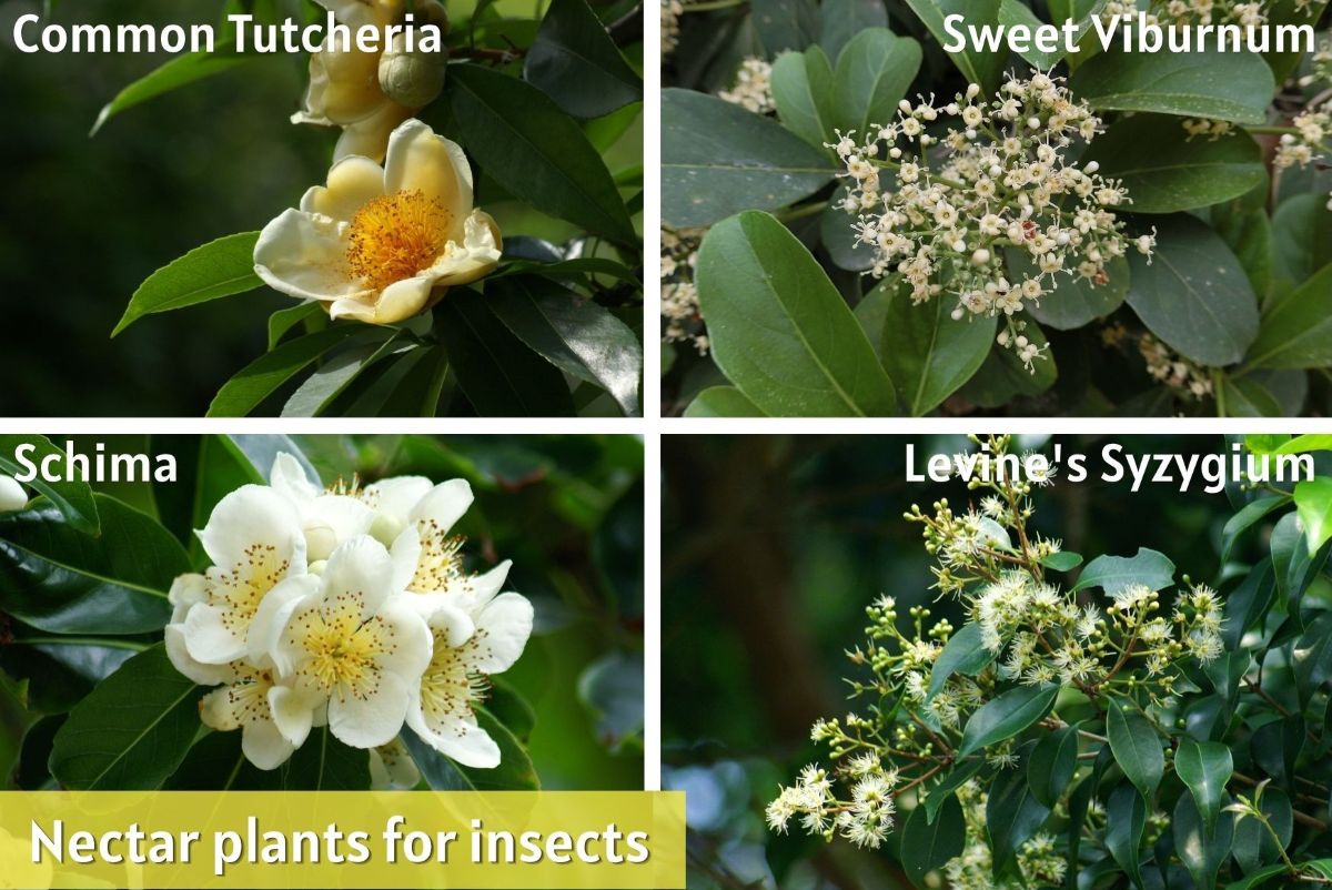 Nectar plants for insects include Common Tutcheria, Sweet Viburnum, Schima and Levine’s Syzygium