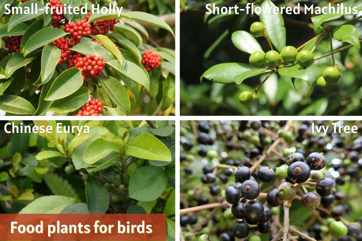 Food plants for birds include Small-fruited Holly, Short-flowered Machilus, Chinese Eurya and Ivy Tree