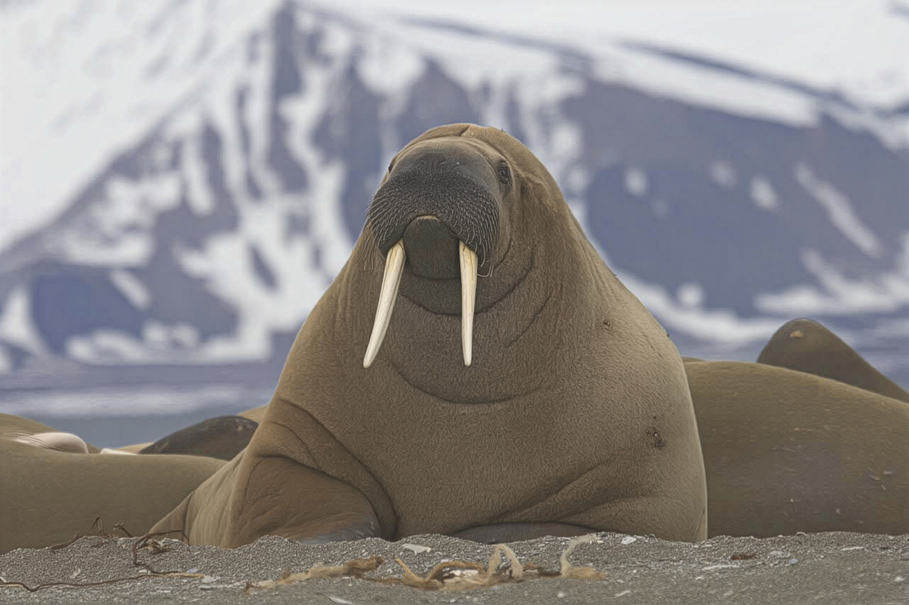 A photo of a walrus