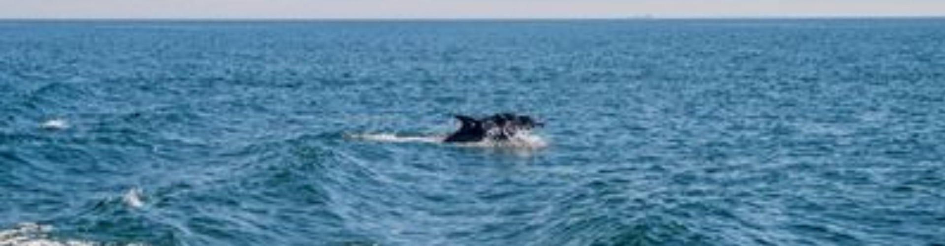 Dolphin jumping out of the sea