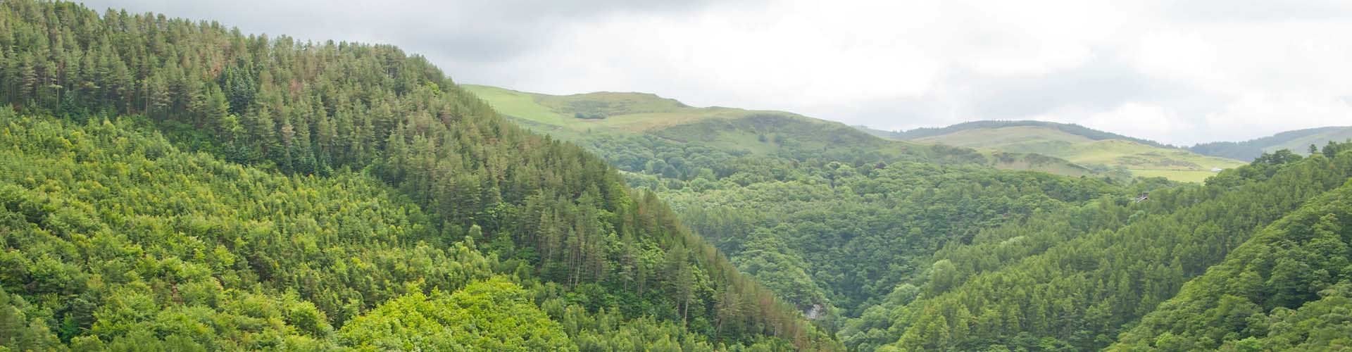 A large forest in Wales