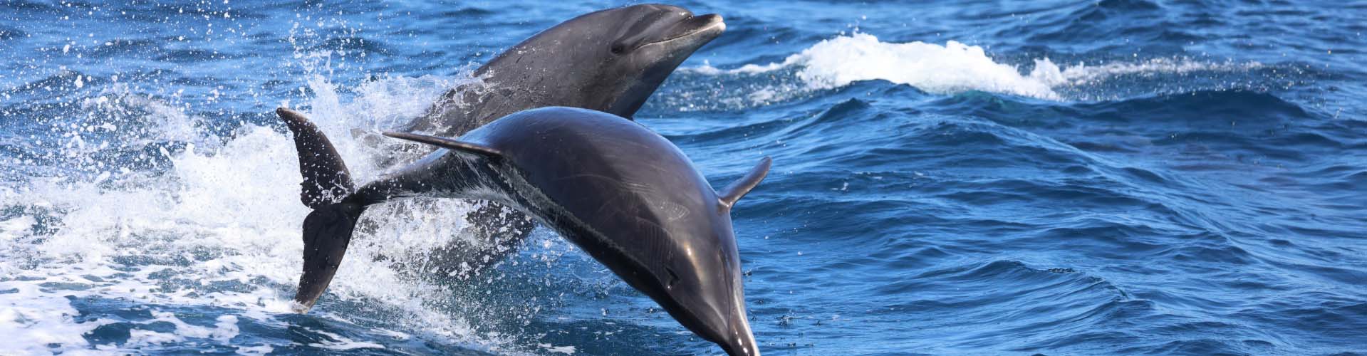 Dolphins in the ocean.