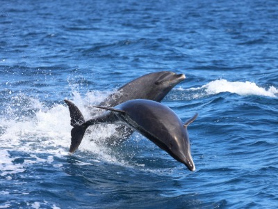 Dolphins in the ocean.