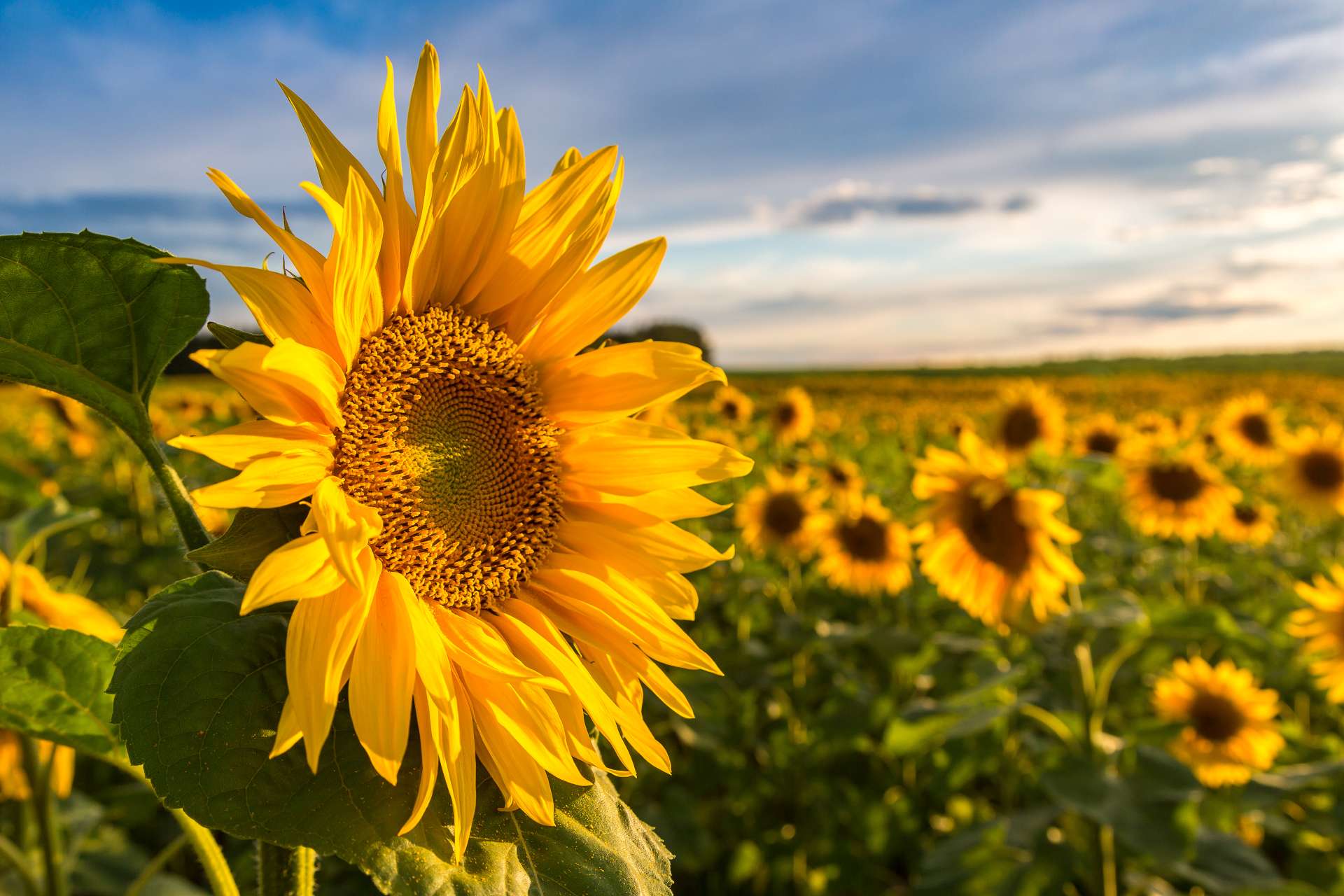 Calendar Girls: The Musical – event in Aberystwyth