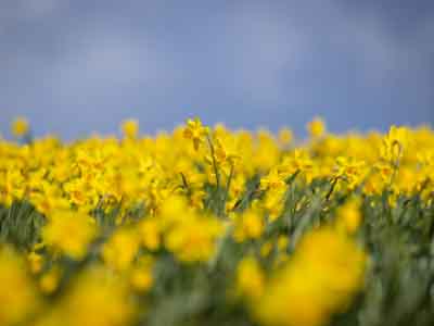 Thumbnail of yellow daffodils in a field 