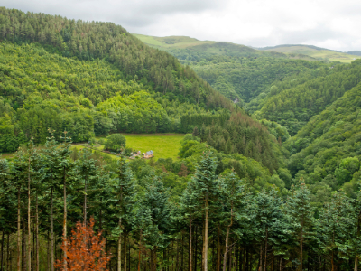 A large forest in Wales