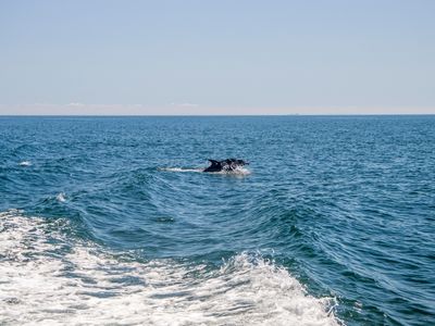 Dolphin jumping out of the sea