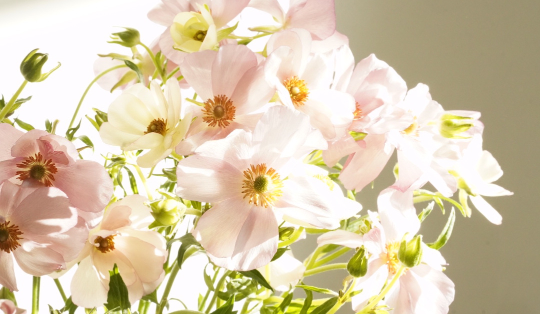 close up of bush butterfly ranunculus