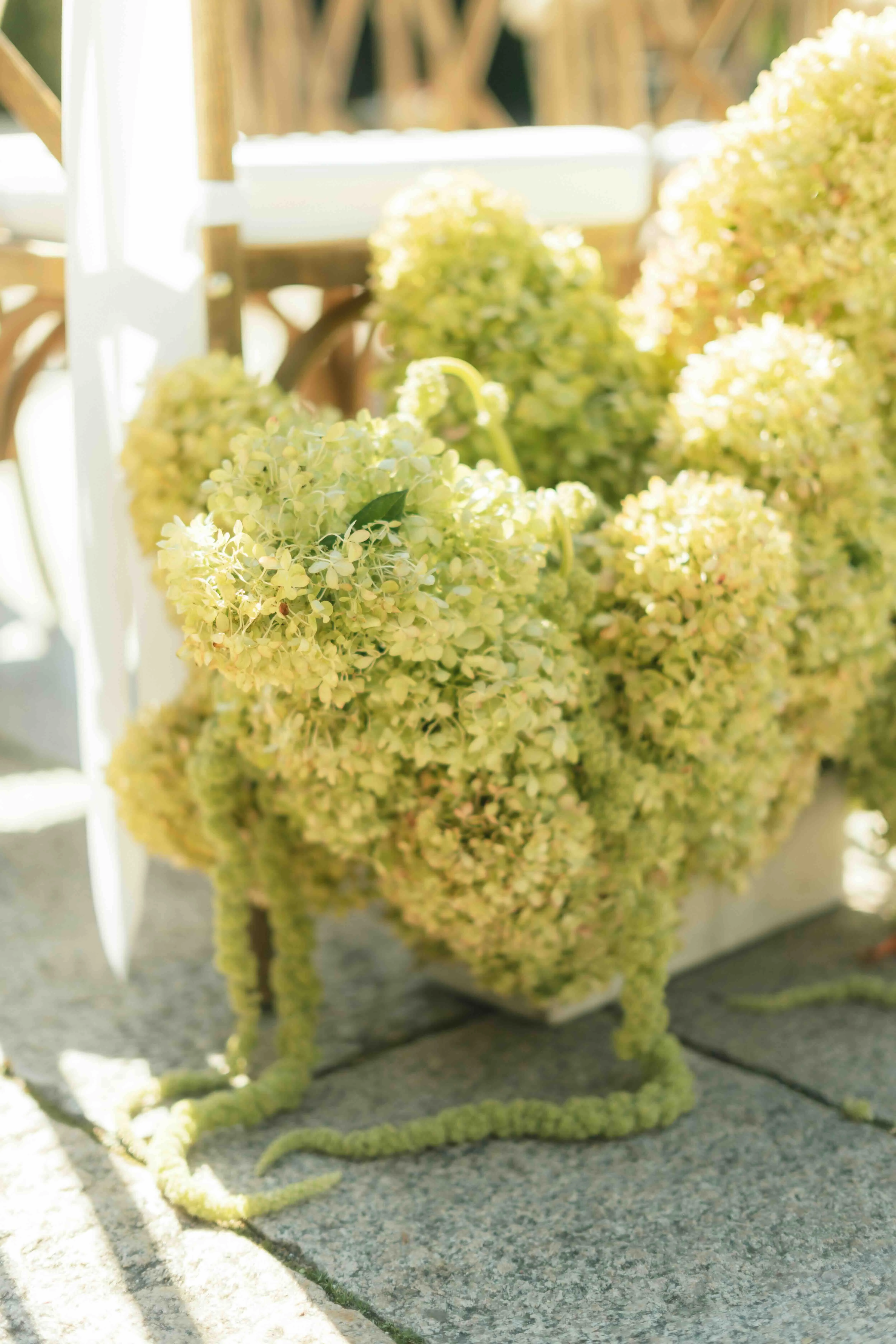 Close-up of a box arrangement filled with green hydrangea and trailing amaranthus