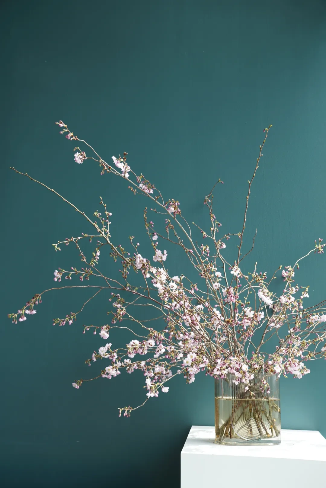 Pink cherry blossom branches in a glass vase against a teal wall