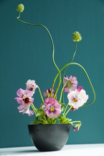 Pink and purple pansies in a small black pot with curling tendrils
