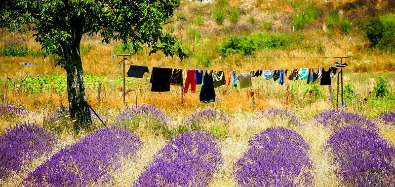 Clothes drying in a backyard with lavender.