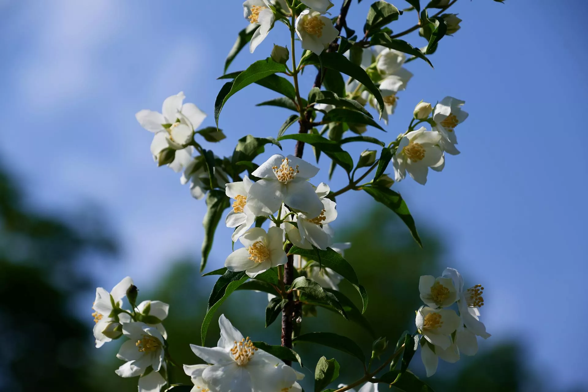 Jasmine flower