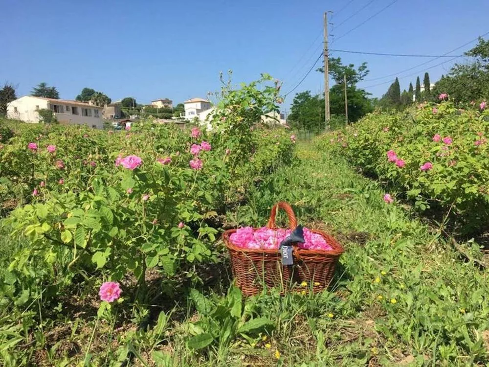 Flower field in Grasse