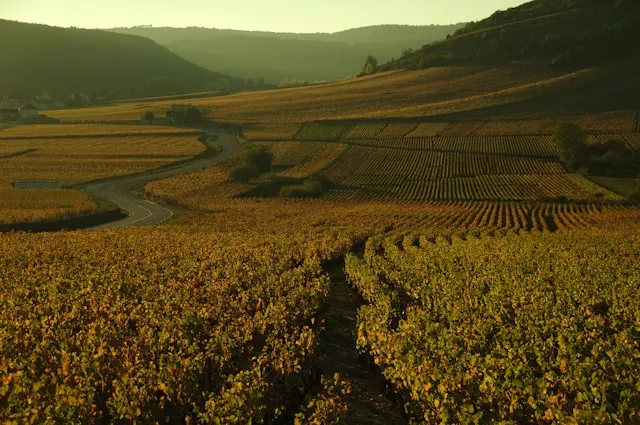 Vineyard in Burgundy