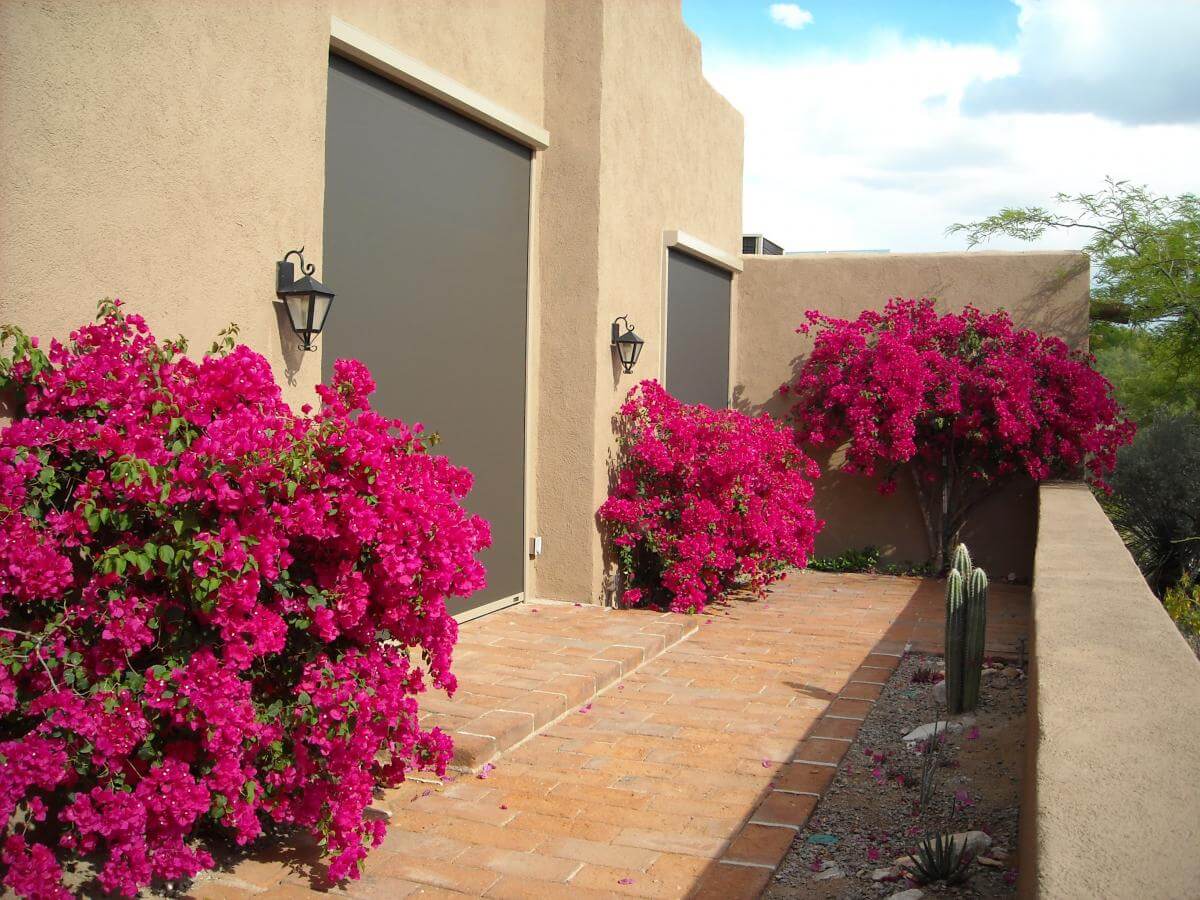 Adobe house with exterior roller shades, pink bougainvillea.