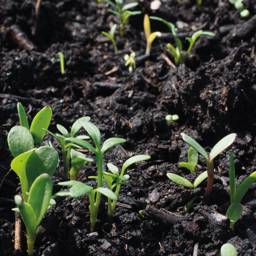 Growing Beds Recycling Services - Topsoil