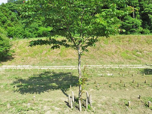 森の墓苑で過ごすお墓参りの一日。自然の一部になれる樹木葬と評判!