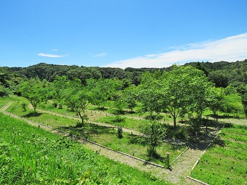 長生郡長南町で安心して供養できる樹木葬おすすめ5選。費用相場や口コミをもとに解説