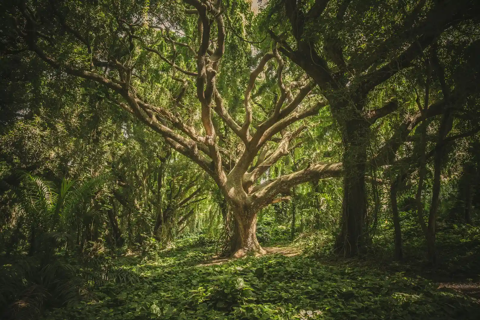 picture of a large tree in a forest suggesting the genetic link of ADHD