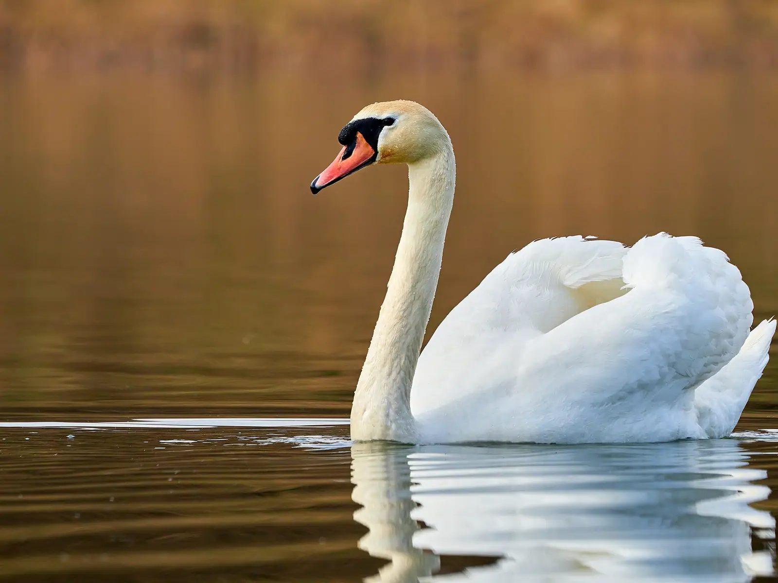 Picture of a swan suggesting the paradox in high functioning ADHD, calm and gracious on the surface, struggling below the water line and putting in significant effort.