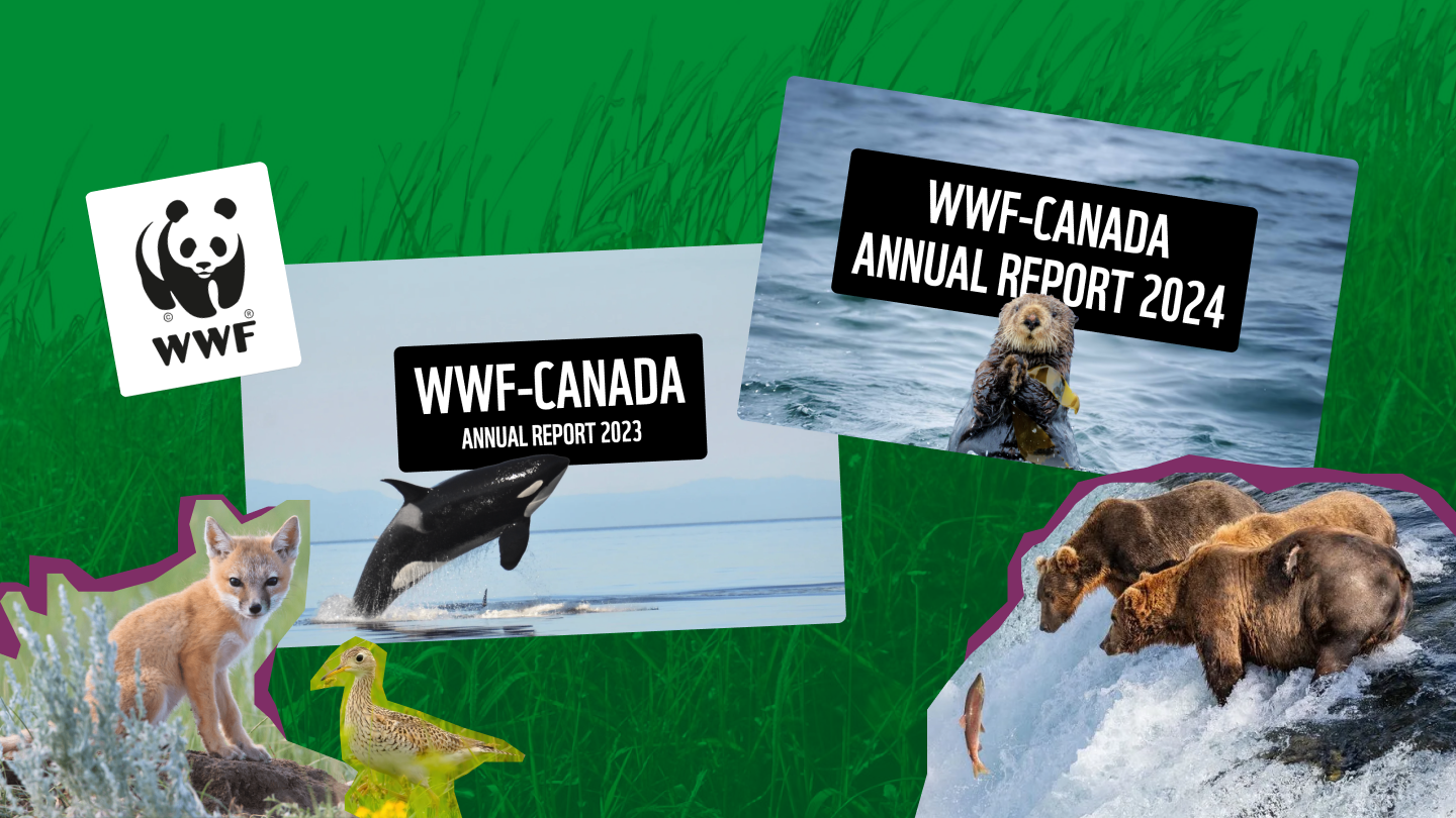 WWF Canada 2024 Annual Report designed by HLabs featuring bold data visualizations and environmental impact stories