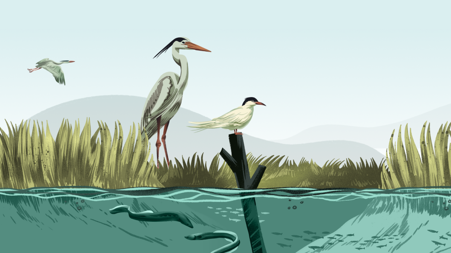 WWF-Canada illustration of marshes for Blue Carbon project