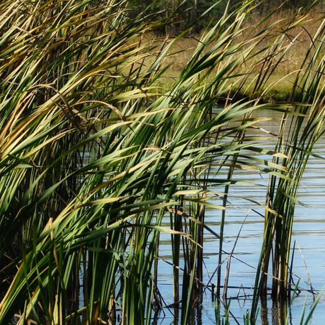 WWF Restoration Analysis campaign photography