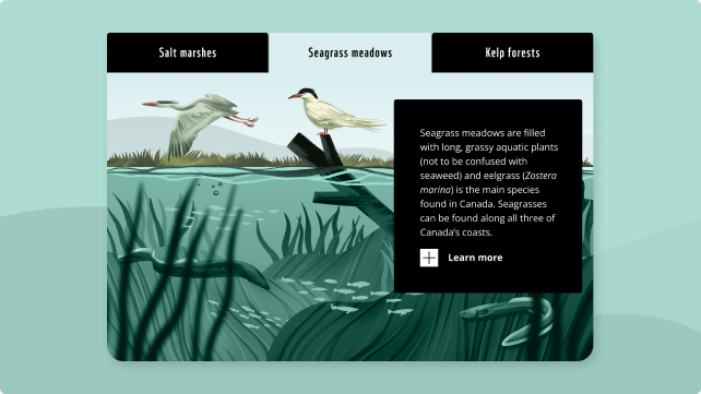 Interactive pop-up showing seagrass meadows in the WWF Blue Carbon experience