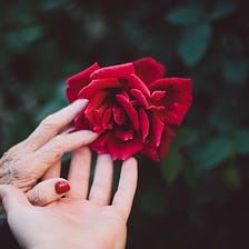 A hand holding rose