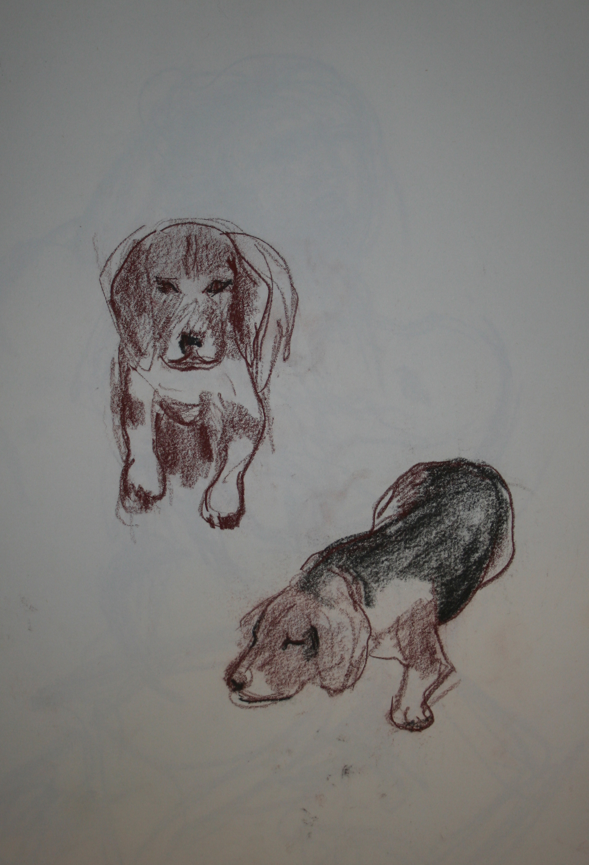 Beagles, tekening
