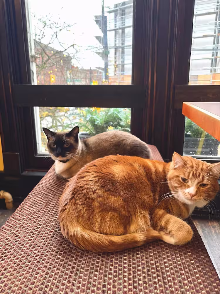 An orange tabby cat and a Siamese cat lying side by side on a patterned bench by a window.