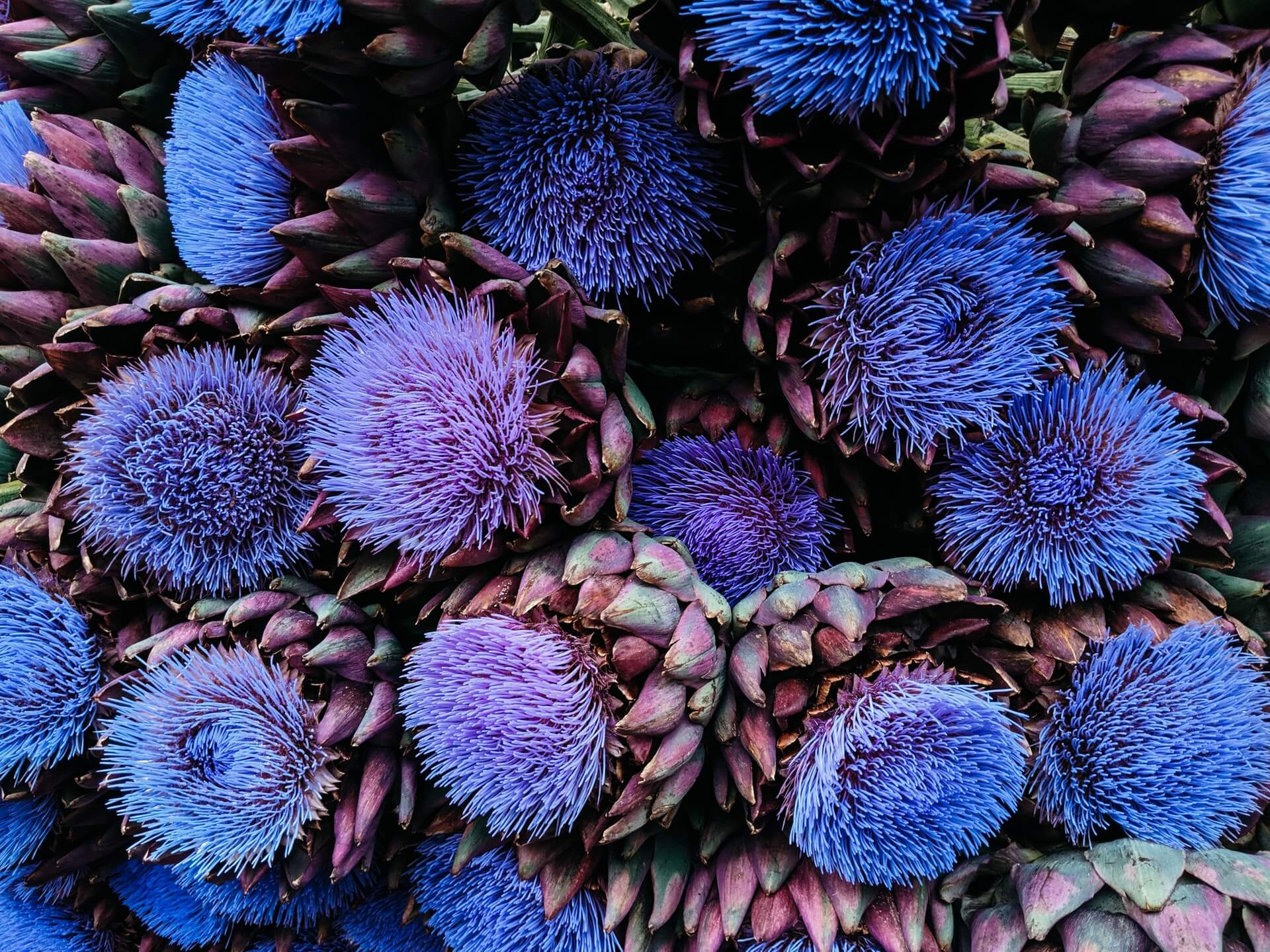 Software Demo Scripts