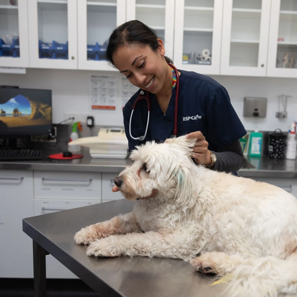 RSPCA, a leading nonprofit in Australia, providing care and rehabilitation to stray animals