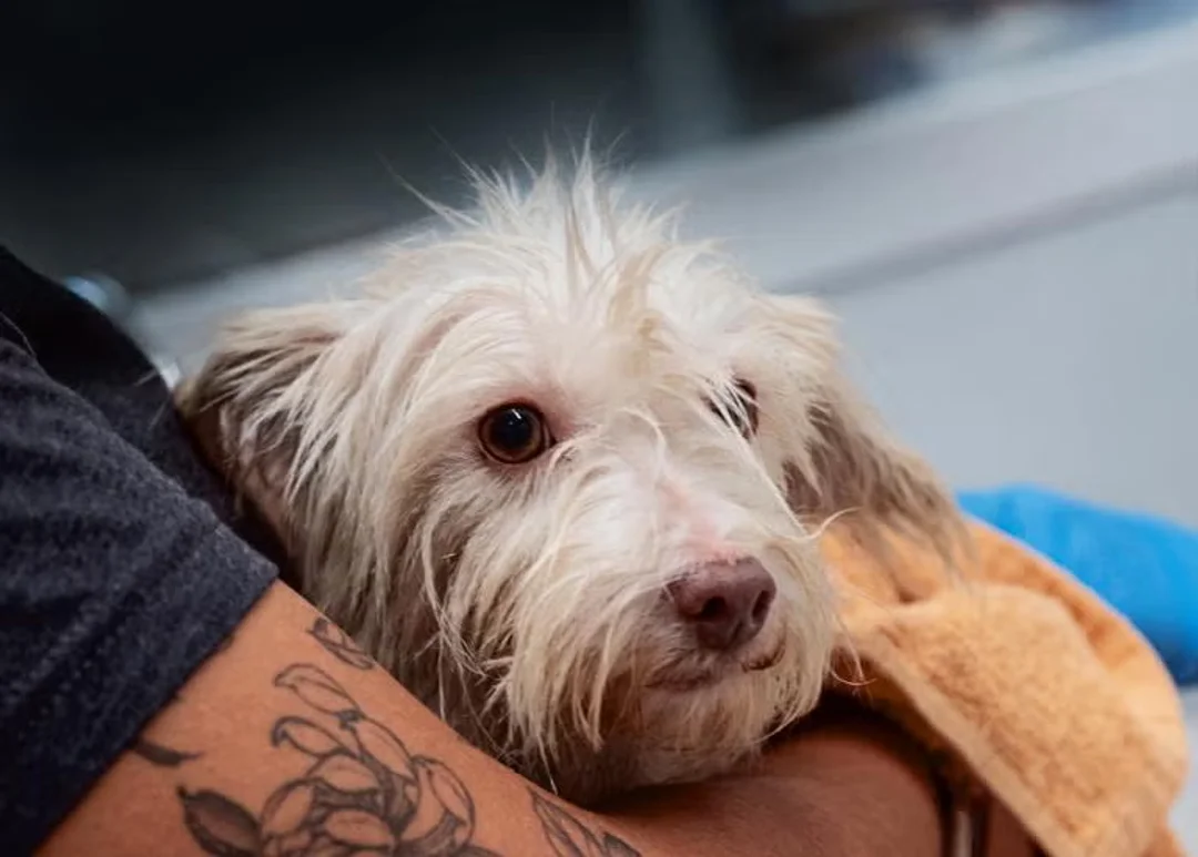 A rescued dog being held by an employee volunteer at an animal shelter