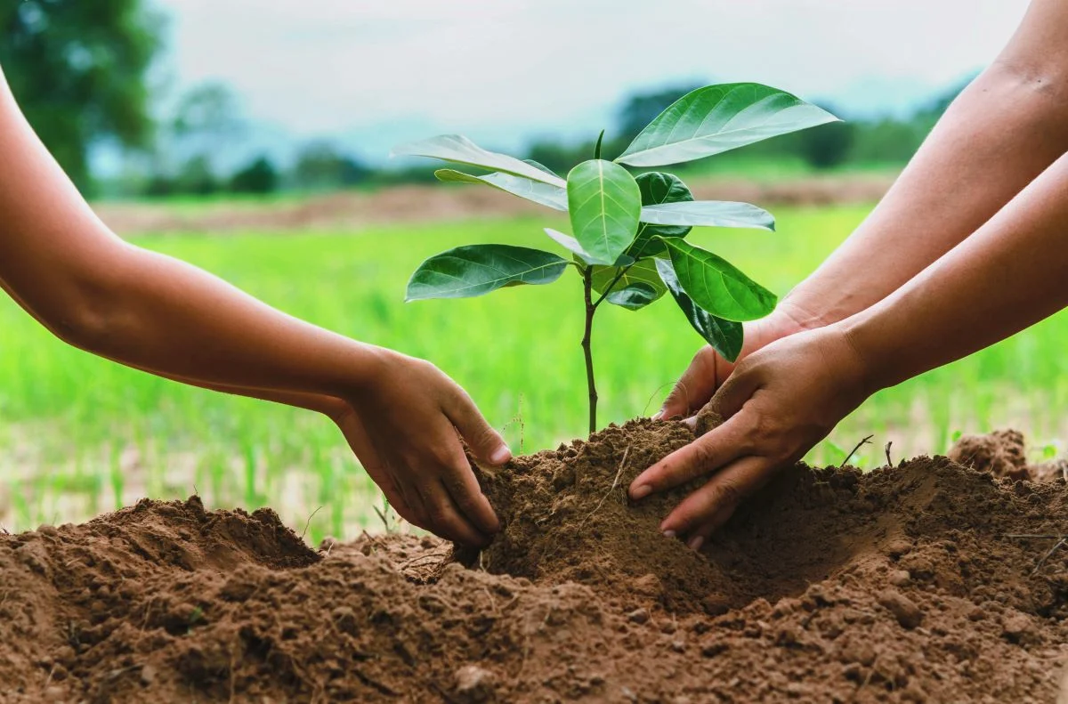 Close-up of two people planting a young tree in soil, symbolizing teamwork and environmental sustainability.
