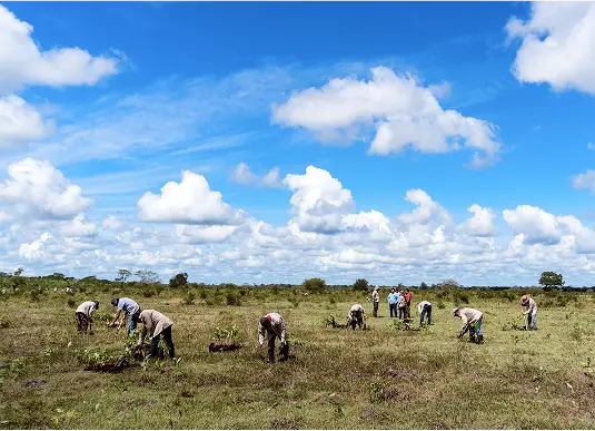 Volunteers spread across an open field plant saplings under a bright blue sky with scattered clouds.